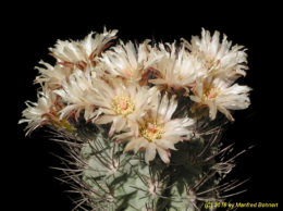 Eriosyce paucicostata subsp. paucicostata (syn.  Pyrrhocactus paucicostatus 698